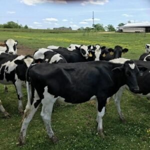 Live Cattles