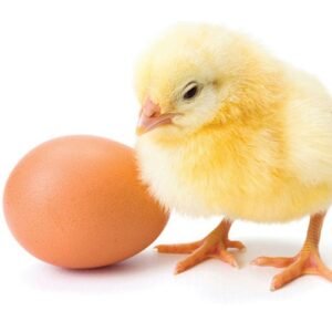 FERTILE CHICKEN EGGS ABA Inter Continental Group