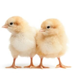 DAY OLD CHICKS ABA Inter Continental Group