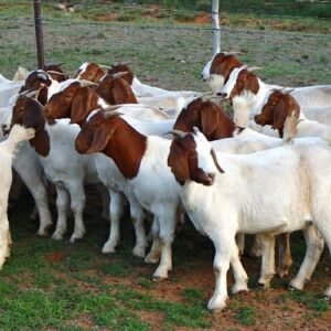 Live Goats