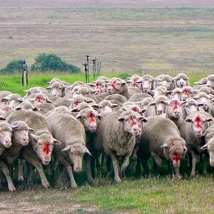 Live Sheep’s