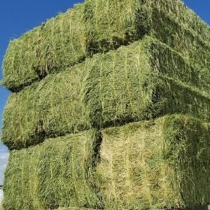 Alfalfa Hay